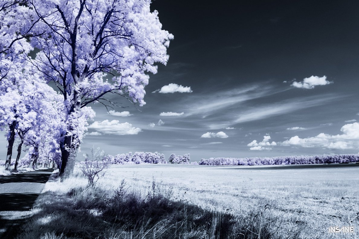 Infrared meadow, Northern Poland