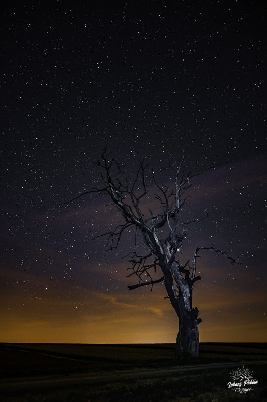 Old tree at night